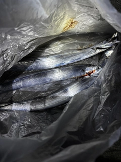 タチウオの釣果