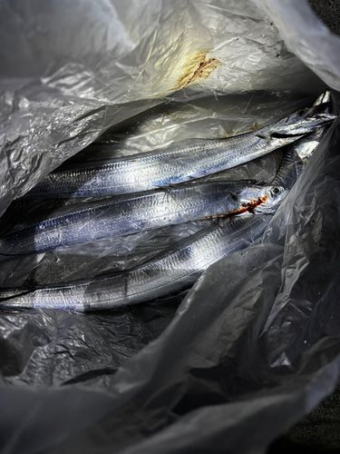 タチウオの釣果