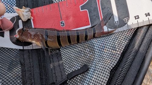 キヌバリの釣果