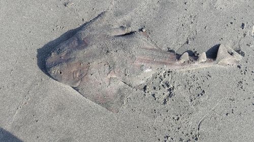 カスザメの釣果