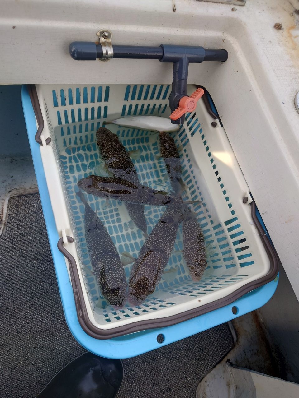 ナオキンさんの釣果 1枚目の画像