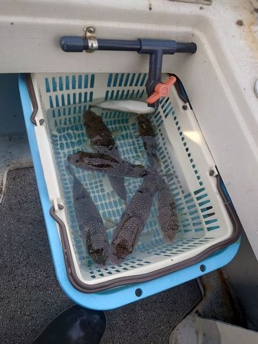 ショウサイフグの釣果