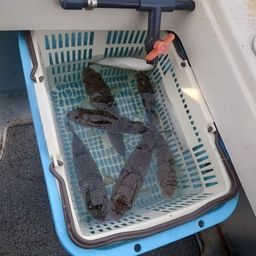 ショウサイフグ