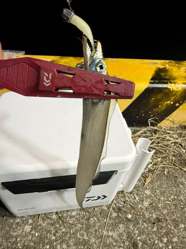 タチウオの釣果