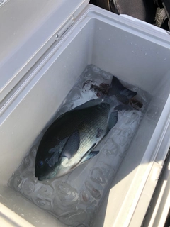 メジナの釣果
