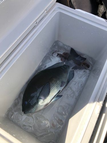 メジナの釣果