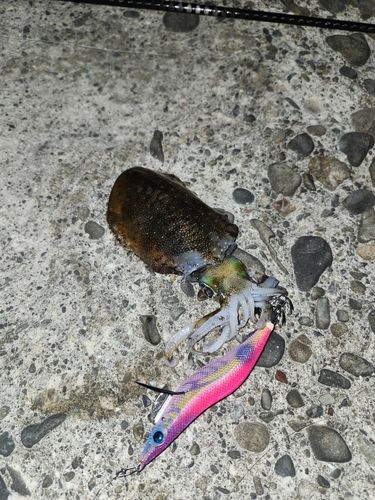 アオリイカの釣果