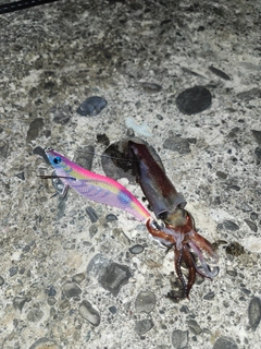 ケンサキイカの釣果