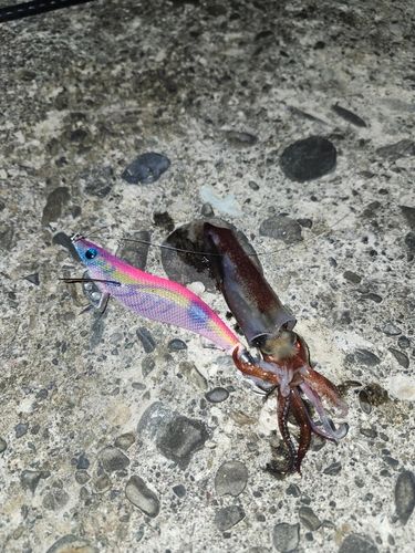 ケンサキイカの釣果