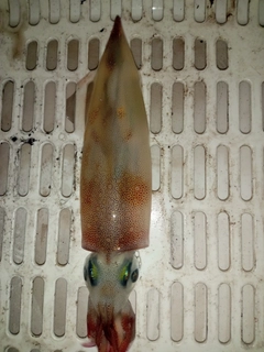 ヤリイカの釣果