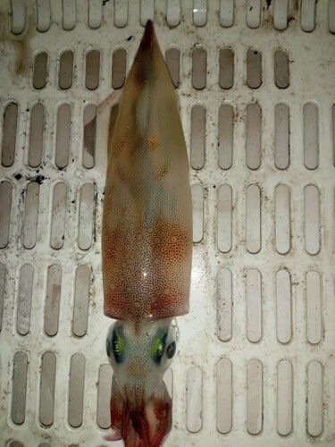 ヤリイカの釣果