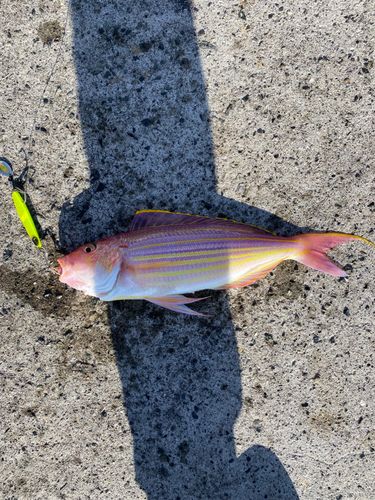 イトヨリダイの釣果