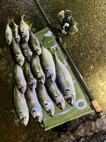 アジの釣果