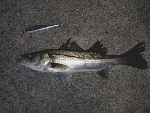 シーバスの釣果
