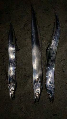 タチウオの釣果