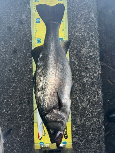 ヒラスズキの釣果