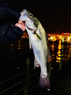 セイゴ（マルスズキ）の釣果