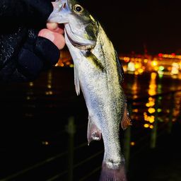 セイゴ（マルスズキ）