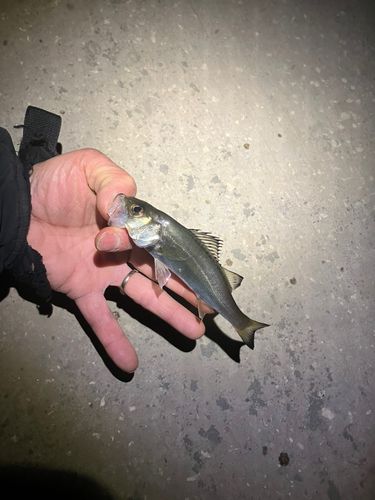 セイゴ（マルスズキ）の釣果