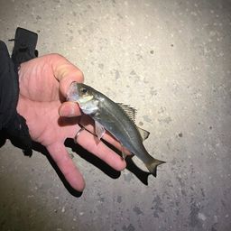 セイゴ（マルスズキ）