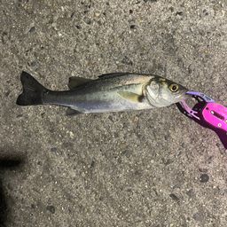 セイゴ（マルスズキ）