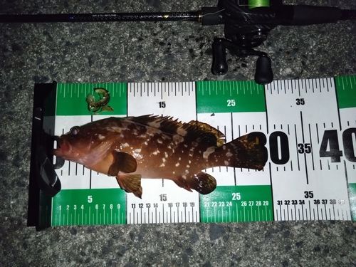 キジハタの釣果