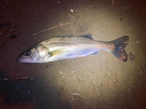 セイゴ（マルスズキ）の釣果