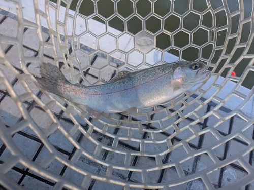 ニジマスの釣果