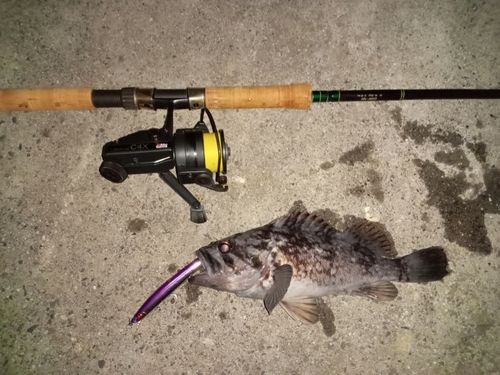 クロソイの釣果