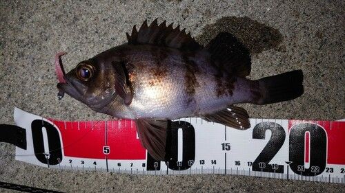 メバルの釣果