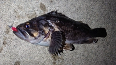 クロソイの釣果