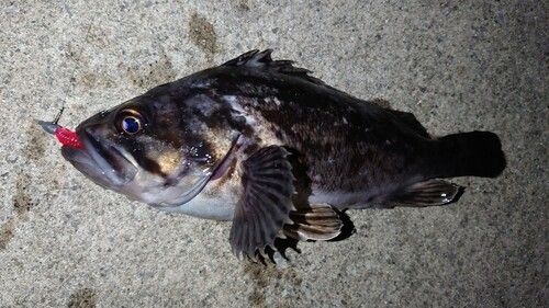 クロソイの釣果