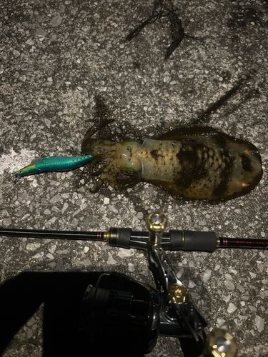 アオリイカの釣果