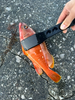 アカハタの釣果