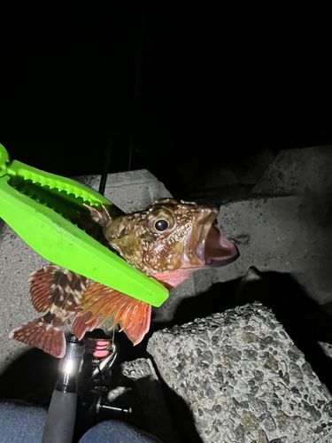 クロメバルの釣果