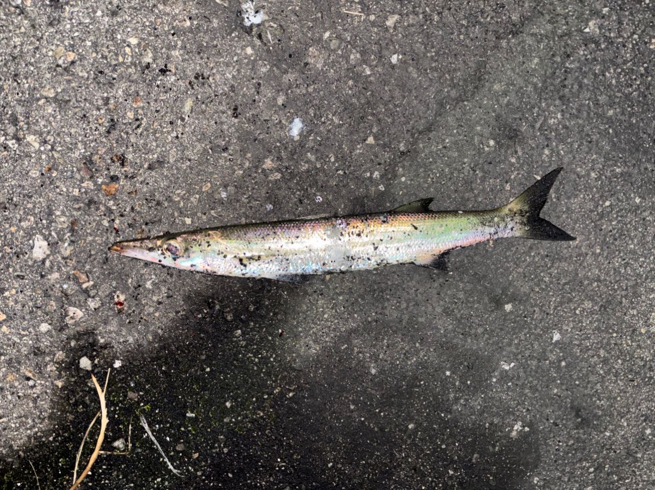 OLYMPIC 23コルト UX 23GCORUS-7102ML-HSの最安値・インプレ・釣果