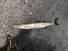 アカカマスの釣果