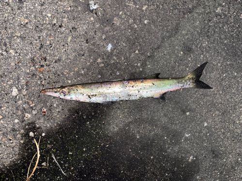 アカカマスの釣果