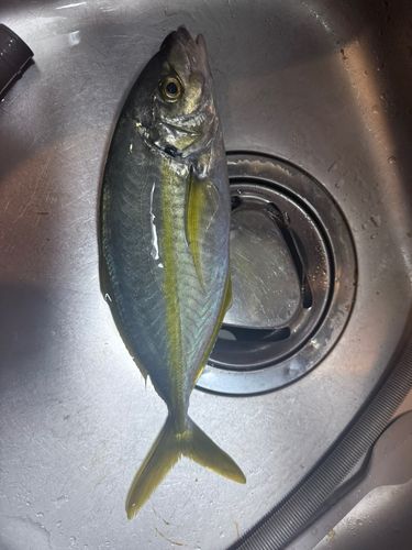 シマアジの釣果