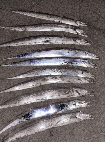 タチウオの釣果