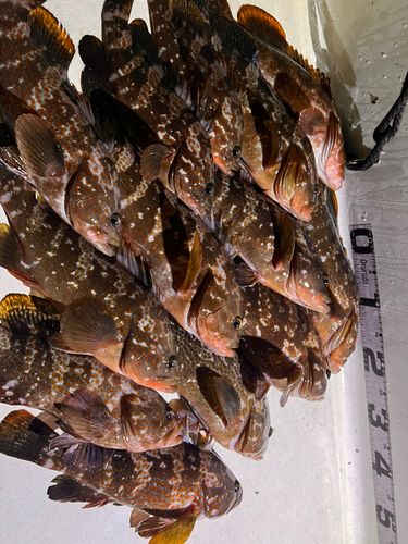 キジハタの釣果