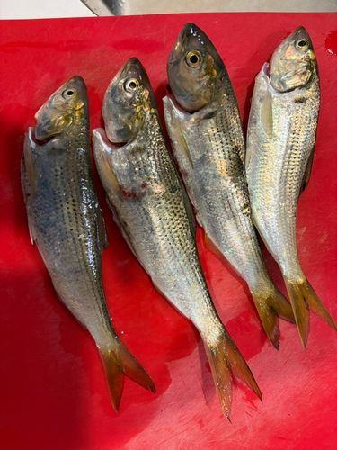 コノシロの釣果