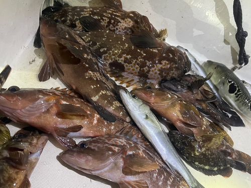 キジハタの釣果