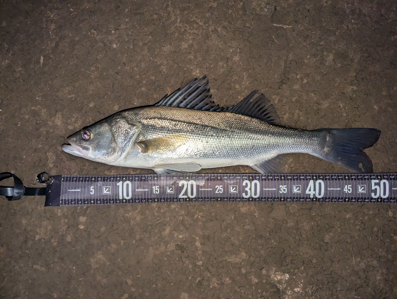 SHIMANO 23ディアルーナ S90MLの最安値・インプレ・釣果 | 本音の