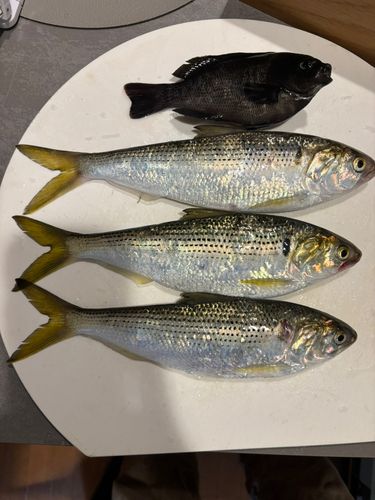 コノシロの釣果