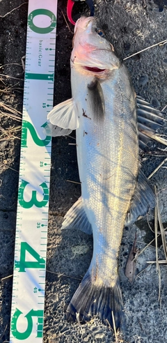 シーバスの釣果