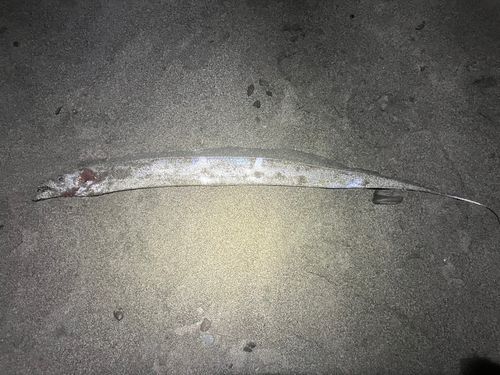 タチウオの釣果