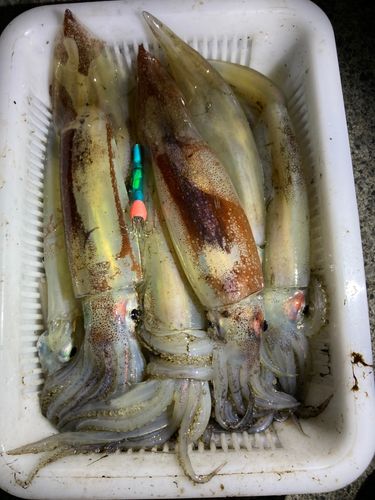 スルメイカの釣果