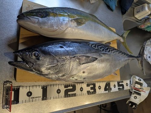 スマガツオの釣果