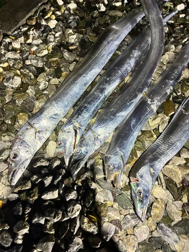 タチウオの釣果